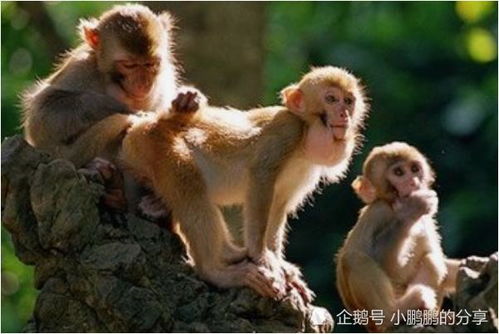 十猴九不全 揭秘68年生肖猴的毕生寿命,过了52岁后什么命
