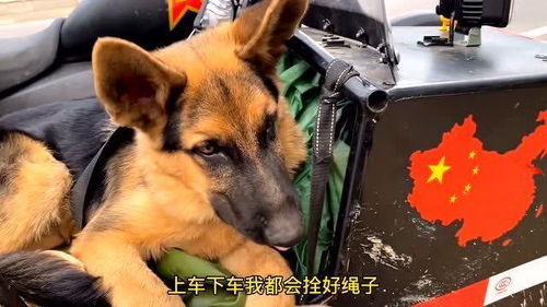带着狗狗摩旅西藏遇到暴力村妇,3个多月的小狗,竟被打成这样 