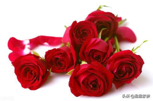 十一朵玫瑰代表的花语 一个男人送11朵玫瑰代表什么