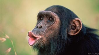 人类并不像我们自认为那么特殊 与大猩猩的差别