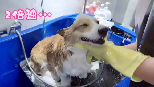 狗狗洗澡高兴的不行 