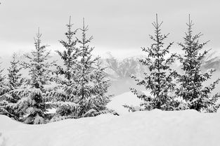 雪场上的速度与激情——我的滑雪故事，滑雪的故事作文