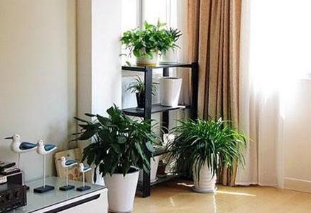 室内放什么植物好风水,客厅绿植摆什么？能招财纳宝的好植物你知道么？
