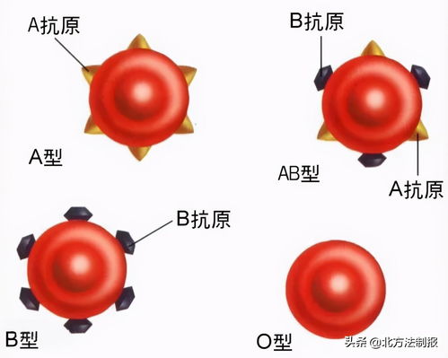 爸妈都是O型血,刚出生的宝宝却是B型血,夫妻俩吵翻了