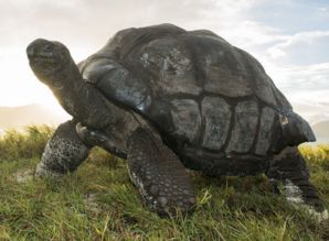 什么乌龟长得最大？