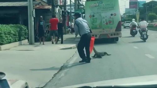 由于公交车上不能带宠物,所以大叔的鳄鱼被强行拖下了车,直接带走 