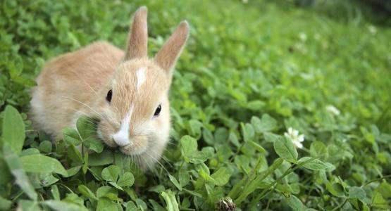 兔子只吃胡萝卜会死吗 