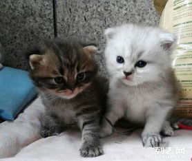 图 武汉哪里有专卖金吉拉猫猫 出售宠物猫金吉拉 活体猫咪 武汉宠物猫 
