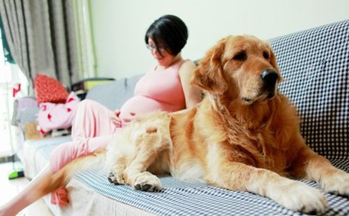 孕妇梦见很多小狗是什么意思呢