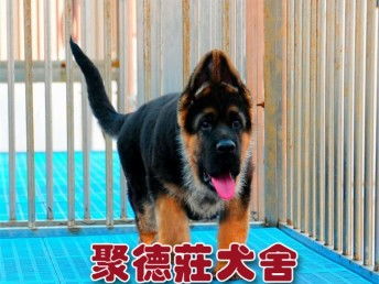图 深圳聚德庄犬舍 只为国内繁殖优秀的宠物狗宝宝 德国牧羊犬 深圳宠物狗 