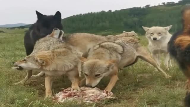 藏獒真有爱护着狼吃肉,不让其它狼吃 