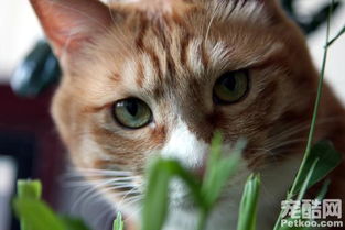 解疑 猫咪为什么要吃草