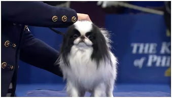 展览 比赛 表演上海世界杯犬展开幕啦 超130品种20000只世界名犬,5.1上演萌犬 真人秀