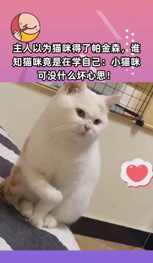 主人以为猫咪得了帕金森,谁知猫咪竟是在学自己 小猫咪可没什么坏心思 