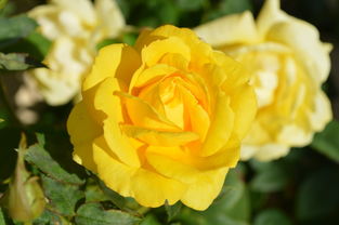 好看的黄色小花黄色的玫瑰花高清背景素材图片设计 模板下载 1.90MB 其他大全 