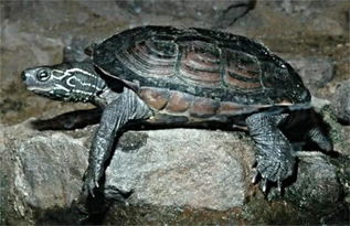 听说草龟有灵性会跟人走，那巴西龟有没有灵性，会不会跟人走？