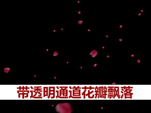 玫瑰花瓣飘落模板素材 高清格式下载 视频9.06MB 抠像 前景 通道 后期制作大全 