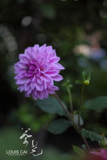 小花小草 小花小草 蔡尧Louis 