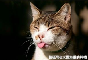 猫忘记收回 舌头 的4个原因,不要只看着可爱,也可能是它病了