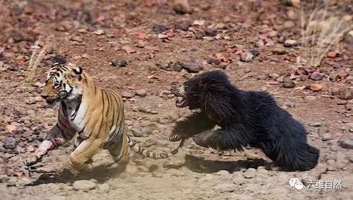 小老虎以为能轻易打败黑熊,反被黑熊轻易驱赶 