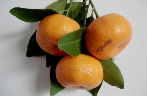 经期吃橘子好吗 经期吃橘子可以吗