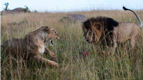 鬣狗与雄狮打斗幸运逃脱,结果伤势严重倒在地上永远都没起来 