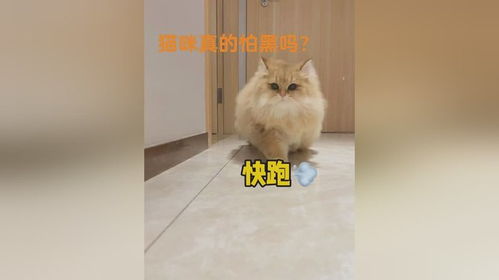 哈哈原来小猫咪怕黑是真的,贪吃也是真的