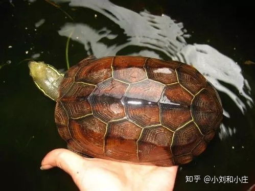 中国都有什么龟品种 