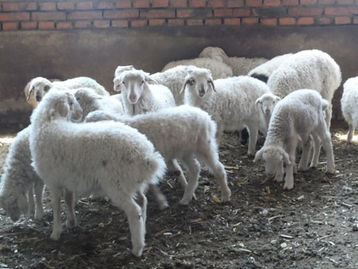 养殖羊公司起名大全 羊养殖场名字好听的 聚财吉利的公司名