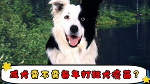 狗咬了狗 狗要不要打狂犬疫苗啊