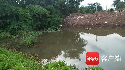 椰视频 企业施工填堵排水沟 海口昌德村80多亩菜地被淹 