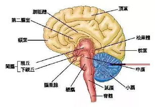 脑震荡的治疗  第1张