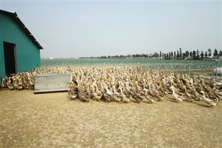 龙湾建成首家水禽旱养基地 水鸭上岸成旱鸭 