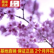 粉色染发樱花粉