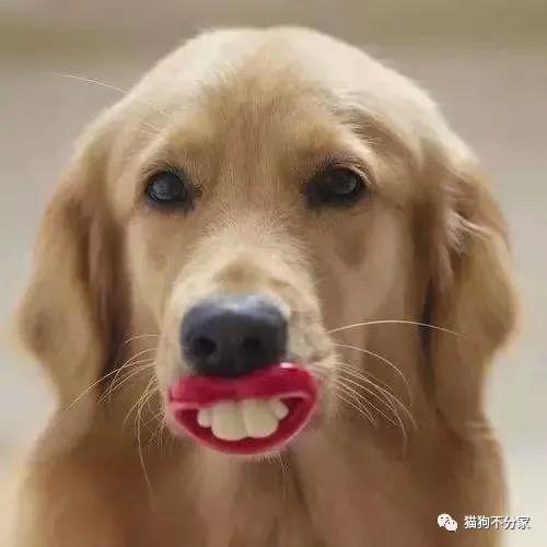 狗狗需不需要 刷牙