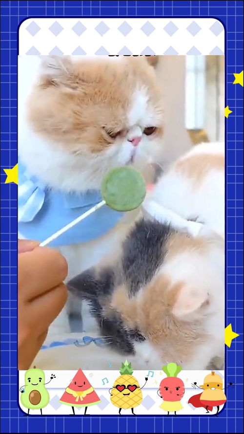 家有喵星人,小猫吃棒棒糖的样子真的是太可爱了叭 