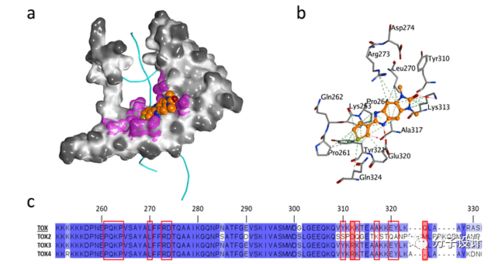 研究药物分子与蛋白质相互作用有何意义