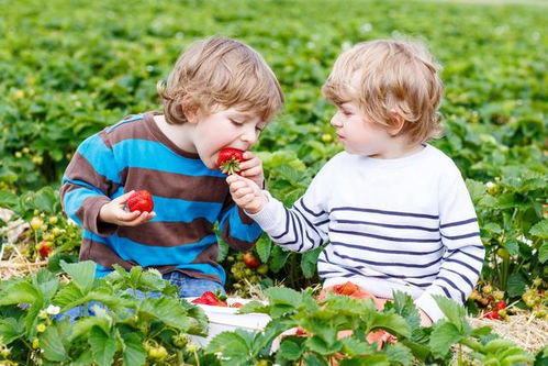 逛超市时,孩子忽然大喊 买个草莓吃 你的反应很重要