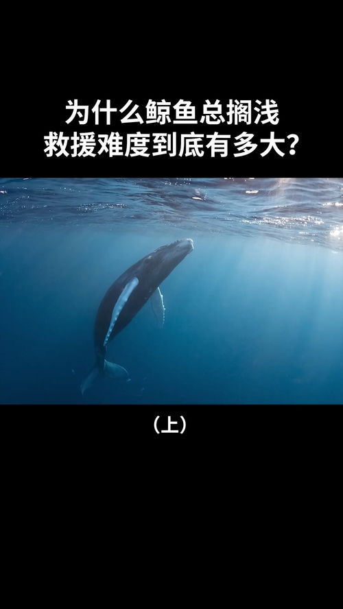 海洋霸主鲸鱼为何总会被搁浅,人类究竟能为他们做些什么 搁浅抹香鲸成功放归深海 