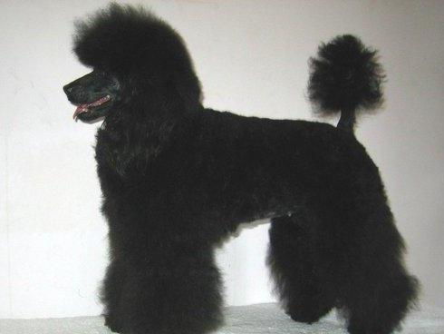 泰迪并不是狗狗的品种, 而是贵宾犬的一个装束, 贵宾犬颜色分类