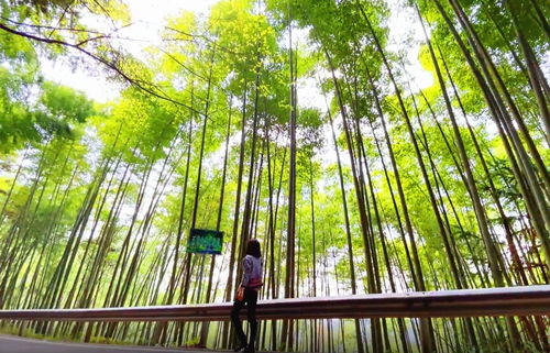 下雨天手机壁纸竹林 搜狗图片搜索