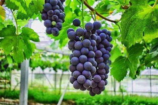 大棚葡萄如何实现高产,顶级葡萄种植技术
