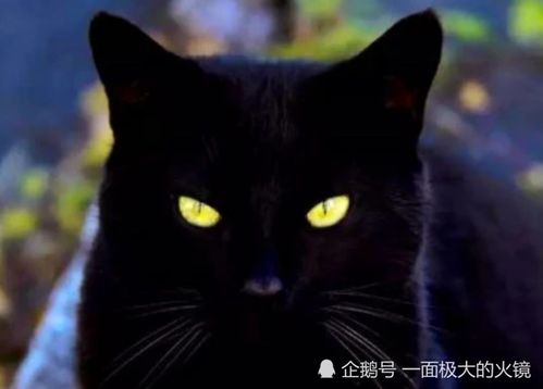 黑猫为何不能靠近人的尸体,真的导致会诈尸吗 看完涨知识了