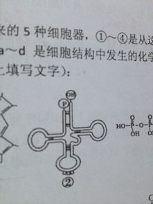 什么是核糖体?