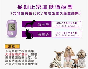 宠物猫狗得了糖尿病怎么办 在家测血糖的实用方法