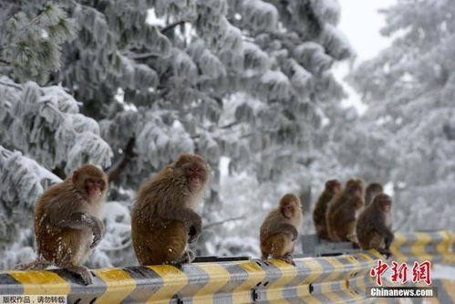 现实版猴子掰苞谷 猴群雪天大嚼玉米萌态百出