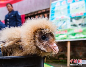 村民捡到五只猴面鹰 系国家二级保护动物 3 