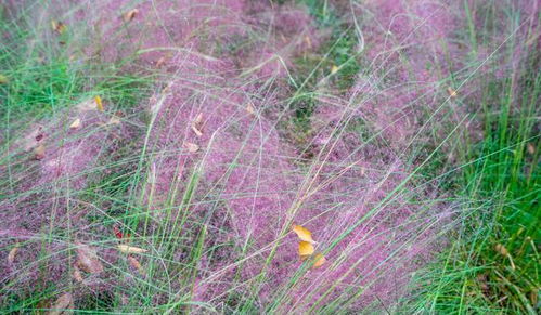 网红草是什么草,粉色的草叫什么草