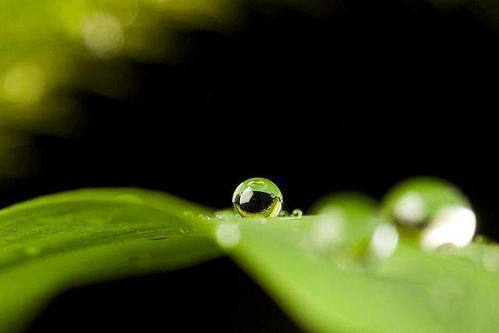 雨水 春意萌动