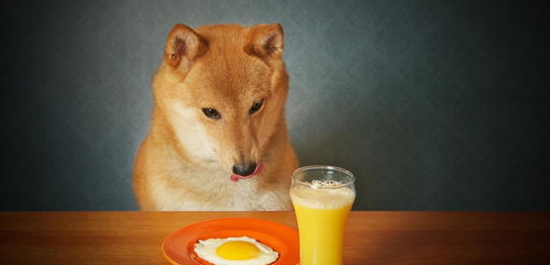 狗狗可以吃鸡蛋吗 蛋白和蛋黄都可以 喂食方法错误可能会中毒